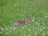 Rabbit amongst the White Clover; Dutch Clover (Trifolium repens)