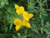 Birdsfoot Trefoil (Lotus corniculata)