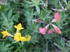 Birdsfoot Trefoil (Lotus corniculata)