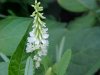 White Sweet Clover (Melilotus alba)