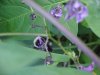 Bee and Bittersweet Nightshade; Climbing Nightshade; Deadly Nightshade (Solanum dulcamara)