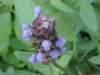 Heal-all; Self-heal (Prunella vulgaris)
