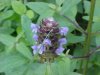 Heal-all; Self-heal (Prunella vulgaris)