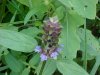 Heal-all; Self-heal (Prunella vulgaris)