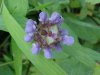 Heal-all; Self-heal (Prunella vulgaris)