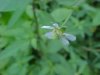 White Avens (Gillenia canadense)