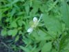 White Avens (Gillenia canadense)