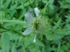 White Avens (Gillenia canadense)