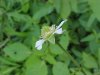 White Avens (Gillenia canadense)