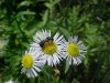 Daisy Fleabane (Erigeron annus)