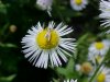 Daisy Fleabane (Erigeron annus)