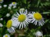Daisy Fleabane (Erigeron annus)