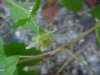 White Avens (Gillenia canadense)