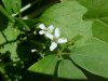 Garlic Mustard (Alliaria petiolata)