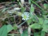 Mouse-ear Chickweed (Cerastium fontanum)