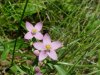 Rose Pink; Bitterbloom (Sabatia angularis)