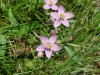 Rose Pink; Bitterbloom (Sabatia angularis)