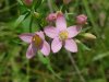 Rose Pink; Bitterbloom (Sabatia angularis)