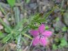 Deptford Pink; Grass Pink (Dianthus ameria)