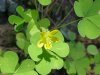 Yellow Wood Sorrel; Sour Grass (Oxalis stricta)