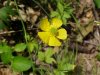 Common Buttercup (Ranunculus acris)