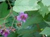 Purple-flowering Raspberry (Rubus odoratus)