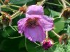 Purple-flowering Raspberry (Rubus odoratus)