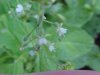 Enchanter's Nightshade (Circaea lutetiana)