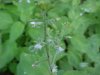 Enchanter's Nightshade (Circaea lutetiana)