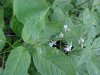 Enchanter's Nightshade (Circaea lutetiana)