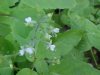 Enchanter's Nightshade (Circaea lutetiana)