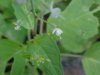 Enchanter's Nightshade (Circaea lutetiana)