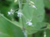 Enchanter's Nightshade (Circaea lutetiana)