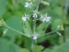 Enchanter's Nightshade (Circaea lutetiana)