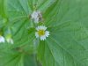 Galinsoga; Quickweed (Galinsoga ciliata)