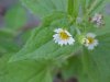 Galinsoga; Quickweed (Galinsoga ciliata)