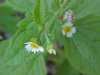 Galinsoga; Quickweed (Galinsoga ciliata)