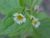 Galinsoga; Quickweed (Galinsoga ciliata)