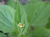 Galinsoga; Quickweed (Galinsoga ciliata)