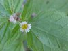 Galinsoga; Quickweed (Galinsoga ciliata)
