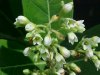 Indian Hemp (Apocynum cannabinum) (A Dogbane - True Hemp is Cannabis; another family)