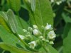 Indian Hemp (Apocynum cannabinum) (A Dogbane - True Hemp is Cannabis; another family)
