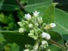 Indian Hemp (Apocynum cannabinum) (A Dogbane - True Hemp is Cannabis; another family)