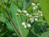 Indian Hemp (Apocynum cannabinum) (A Dogbane - True Hemp is Cannabis; another family)