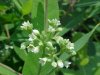 Indian Hemp (Apocynum cannabinum) (A Dogbane - True Hemp is Cannabis; another family)