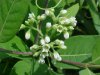 Indian Hemp (Apocynum cannabinum) (A Dogbane - True Hemp is Cannabis; another family)