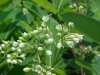 Indian Hemp (Apocynum cannabinum) (A Dogbane - True Hemp is Cannabis; another family)