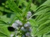 Motherwort (Leonurus cardiaca)
