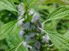 Motherwort (Leonurus cardiaca)