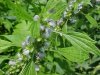 Motherwort (Leonurus cardiaca)